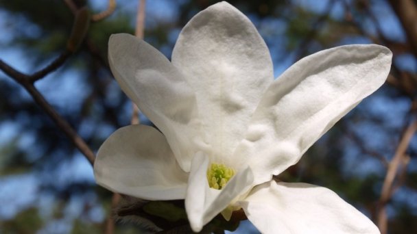 Arborétum Mlyňany - Magnólia japonská Zdroj: https://scontent-vie1-1.xx.fbcdn.net/v/t1.0-9/p720x720/57253460_418519705608354_1143335824796942336_o.jpg?_nc_cat=106&_nc_sid=8024bb&_nc_oc=AQknPoMOIEBcM89FIKmdsIXRQVhs6yQoTU7wQKAG1CgAGeuU9PkmZ-eDtcWfpPo8l3M&_nc_ht=scontent-vie1-1.xx&_nc_tp=6&oh=2ac1fa54700b2b11b6558694513ccbd3&oe=5ECEDA58