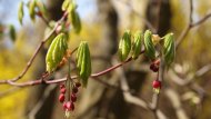 Arborétum Mlyňany SAV 5