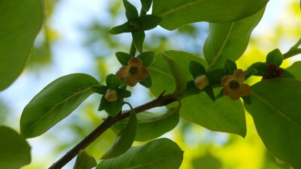 Arborétum Mlyňany - Ebenovník ďatľový Zdroj: https://scontent-vie1-1.xx.fbcdn.net/v/t1.0-9/p720x720/33768745_217060602420933_3429005454225702912_o.jpg?_nc_cat=111&_nc_sid=8024bb&_nc_oc=AQn3rv6uqMDH-OFh3Lu0PuKb9IlfrNRZ2eC_-s6gsYvGsAfGadgZM4B___58fdAy3EI&_nc_ht=scontent-vie1-1.xx&_nc_tp=6&oh=4c5242eb85c2ac1d6db7750437179931&oe=5ECD107D