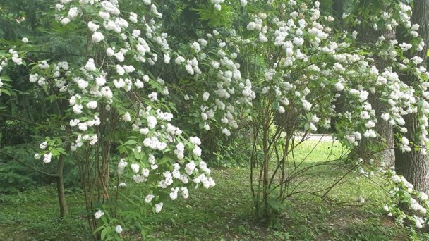 Botanická záhrada Banská Štiavnica 5 Autor: Jana Chrenová Budaiová Zdroj: https://scontent-vie1-1.xx.fbcdn.net/v/t1.0-9/s960x960/64520836_1963335983768425_3958057069025689600_o.jpg?_nc_cat=100&_nc_sid=110474&_nc_oc=AQmpjb1b_n3nQWMQdFS9P1aPtnvpIzHwMYnR_9g4XQrGMaGOIc2KRvIeNAIPOi8fsQs&_nc_ht=scontent-vie1-1.xx&_nc_tp=7&oh=6a042eac91bd8914d706590f0cc2adf8&oe=5ECC0C0D Botanická záhrada Banská Štiavnica 5 Autor: Jana Chrenová Budaiová Zdroj: https://scontent-vie1-1.xx.fbcdn.net/v/t1.0-9/s960x960/64520836_1963335983768425_3958057069025689600_o.jpg?_nc_cat=100&_nc_sid=110474&_nc_oc=AQmpjb1b_n3nQWMQdFS9P1aPtnvpIzHwMYnR_9g4XQrGMaGOIc2KRvIeNAIPOi8fsQs&_nc_ht=scontent-vie1-1.xx&_nc_tp=7&oh=6a042eac91bd8914d706590f0cc2adf8&oe=5ECC0C0D