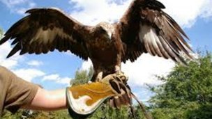 Sokoliarsky dvor Astur, hrad Červený Kameň 5