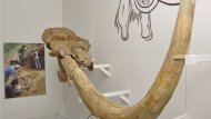 Balneologické múzeum Imricha Wintera v Piešťanoch 5