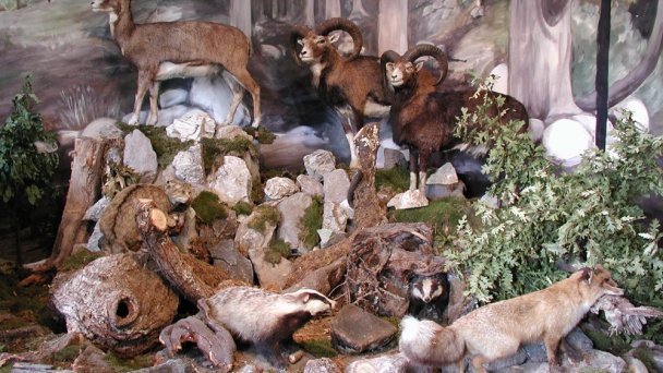 Kaštieľ Svätý Anton- Poľovnícka expozícia