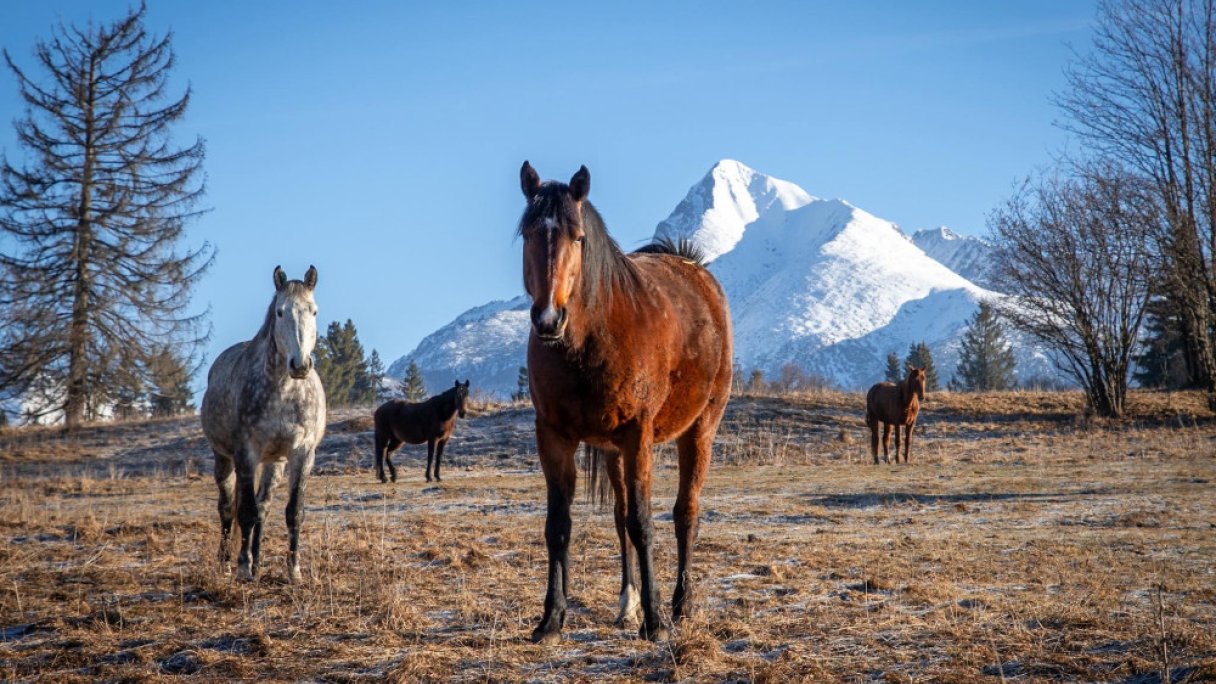 Kone vo Východnej 1
