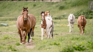 Kone vo Východnej 3