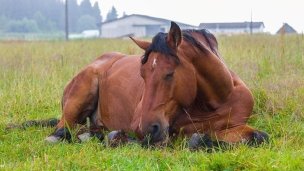 Kone vo Východnej 3 Kone vo Východnej 3