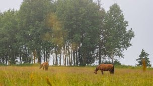 Kone vo Východnej 4