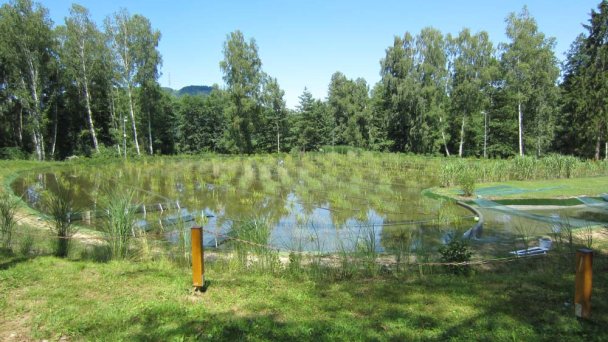 Biokúpalisko Sninské rybníky 2 Zdroj: https://sk.wikipedia.org/wiki/Sninsk%C3%A9_rybn%C3%ADky Biokúpalisko Sninské rybníky 2 Zdroj: https://sk.wikipedia.org/wiki/Sninsk%C3%A9_rybn%C3%ADky