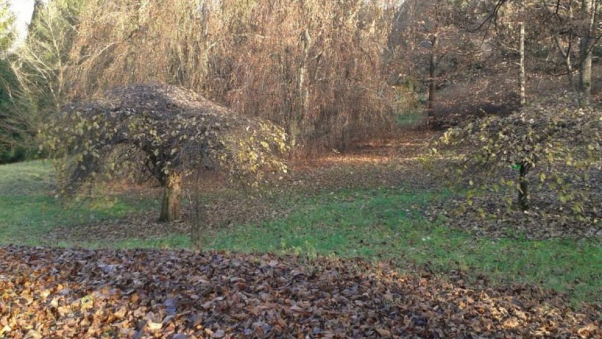 Arborétum Borová hora 1