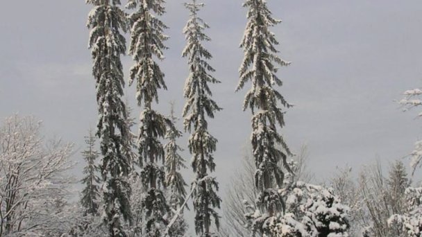 Arborétum Borová hora 2 Arborétum Borová hora 2