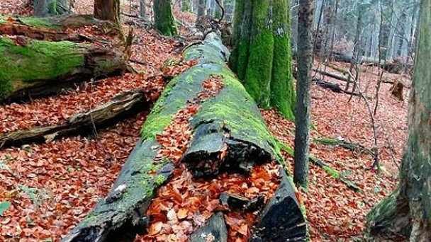 Dobročský prales Autor: Facebook Vojtech Benko Zdroj: https://scontent.fbts7-1.fna.fbcdn.net/v/t1.0-9/23376538_1596021680440946_7643183576636621208_n.jpg?_nc_cat=106&ccb=2&_nc_sid=b9115d&_nc_ohc=a1DWqtBMQq8AX-cu4V3&_nc_ht=scontent.fbts7-1.fna&oh=eb878947182906cabd6b07ce2aff5e3b&oe=5FE78357 Dobročský prales Autor: Facebook Vojtech Benko Zdroj: https://scontent.fbts7-1.fna.fbcdn.net/v/t1.0-9/23376538_1596021680440946_7643183576636621208_n.jpg?_nc_cat=106&ccb=2&_nc_sid=b9115d&_nc_ohc=a1DWqtBMQq8AX-cu4V3&_nc_ht=scontent.fbts7-1.fna&oh=eb878947182906cabd6b07ce2aff5e3b&oe=5FE78357