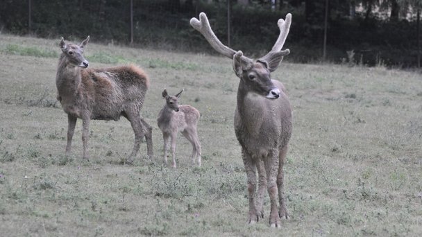 Zoo Bojnice 3 Zdroj: https://scontent-vie1-1.xx.fbcdn.net/v/t1.0-9/s960x960/88973393_10162946576570697_7514262055646396416_o.jpg?_nc_cat=104&_nc_sid=e007fa&_nc_oc=AQkjYI7ZgaH4X0exHvONJCutotCuoMrL0tYr0sUkDS-D4nZquqkkVvbGsn0ZDy9Egk4&_nc_ht=scontent-vie1-1.xx&_nc_tp=7&oh=820e5653743c92a5974d7df456d7924b&oe=5ECCB342