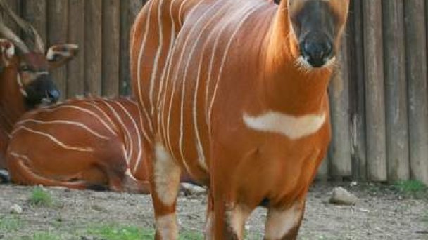 Zoo Bojnice 5 Zdroj: https://scontent-vie1-1.xx.fbcdn.net/v/t1.0-9/90837561_10163064634975697_3963465991924482048_n.jpg?_nc_cat=105&_nc_sid=8024bb&_nc_oc=AQmtssmm9-e6xlJGubb_X7lizAwGmEKzFxPy9XellAd0koSd6JHjir3b2gp6wmh0Lg4&_nc_ht=scontent-vie1-1.xx&oh=f4896f43efd362f55c9ef22b1752dc53&oe=5ECC1A6A&dl=1