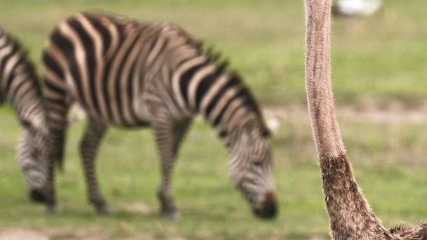 Zoo Bojnice Zdroj: https://scontent-vie1-1.xx.fbcdn.net/v/t1.0-9/95088889_10163292281060697_1776089467908521984_n.jpg?_nc_cat=108&_nc_sid=8024bb&_nc_oc=AQlGrRD5oGEy6mRpgjyYZPfac9SJRam9BUctesz4mPtkMd-vy1sKNlPGVA2I3rKIiys&_nc_ht=scontent-vie1-1.xx&oh=5702b3d5aeffd7f143f02af5317647f1&oe=5ECD2C99&dl=1