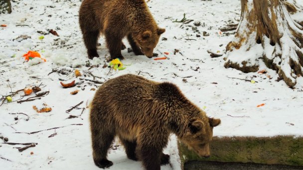 Zoo Bojnice 7 Zdroj: https://scontent-vie1-1.xx.fbcdn.net/v/t1.0-0/p640x640/78844307_10162517018870697_2457676249225494528_o.jpg?_nc_cat=100&_nc_sid=e007fa&_nc_oc=AQlixiaAokludu7uTAOQH00gSmBJir0R7xsqAkY6KdDUBMbu7hYegSwJvQcLD2fTQoU&_nc_ht=scontent-vie1-1.xx&_nc_tp=6&oh=60ed5f6ce48c9a847a2868de3b4eb1b5&oe=5ECC77C4