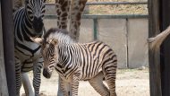 ZOO Bratislava 2