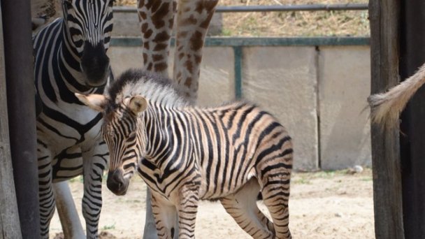 Zoo Bratislava 3 Zdroj: https://scontent-vie1-1.xx.fbcdn.net/v/t1.0-0/p640x640/83096698_3387725664577014_9117479669711503360_o.jpg?_nc_cat=100&_nc_sid=8024bb&_nc_oc=AQmoBfyckzLGvmRwW8gkhMjtM6OFm3GTwciSbVYOOlhm1iR4ZsuObOgMnkiHhihqafQ&_nc_ht=scontent-vie1-1.xx&_nc_tp=6&oh=6efa8c0d9b11fa6596cc59549125656e&oe=5ECAEFDE
