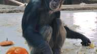 ZOO Bratislava 4