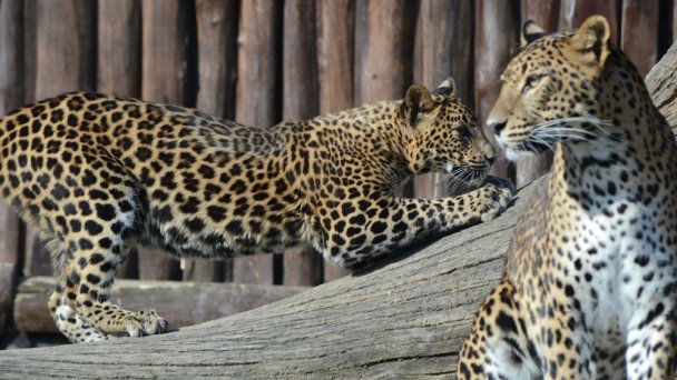Zoo Bratislava 7 Zdroj: https://scontent-vie1-1.xx.fbcdn.net/v/t1.0-0/p640x640/56951207_2770384169644503_5070875772500049920_o.jpg?_nc_cat=110&_nc_sid=8024bb&_nc_oc=AQkjROaa2Cyk9rfeMHbVIjgoqWKQ6VIQPeUJEe3wNH12DWLut3pdv7zWT5kUQKmXgU0&_nc_ht=scontent-vie1-1.xx&_nc_tp=6&oh=78d49949ad3c05932a19aead2efab5ff&oe=5ECD59CC