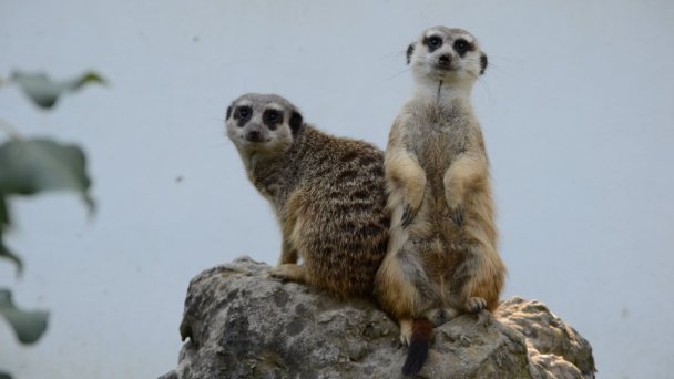 Zoo Bratislava 8 Zdroj: https://scontent-vie1-1.xx.fbcdn.net/v/t1.0-0/p640x640/37421702_2342232589126332_4127951810453307392_o.jpg?_nc_cat=105&_nc_sid=2d5d41&_nc_oc=AQmrbh1tml9yu3y1Xh5rquj-46m5vDDRP8Jb12_o3ttMSMZ_2MKGf9uZ1Y6lzmlkYCw&_nc_ht=scontent-vie1-1.xx&_nc_tp=6&oh=56c05afffca35a9b7e428908381f4bbf&oe=5ECE71E1