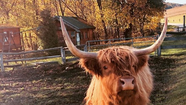 New Zealand Farm Modrova Autor: Facebook Zdroj: https://scontent.fbts7-1.fna.fbcdn.net/v/t1.0-9/123484345_10223759242399180_8271277377880002854_o.jpg?_nc_cat=104&ccb=2&_nc_sid=84a396&_nc_ohc=QPnk66UKqlkAX9oSHkS&_nc_ht=scontent.fbts7-1.fna&oh=abb6f7af0b65064fbbcb0f9fe75c5ea1&oe=5FF1468F New Zealand Farm Modrova Autor: Facebook Zdroj: https://scontent.fbts7-1.fna.fbcdn.net/v/t1.0-9/123484345_10223759242399180_8271277377880002854_o.jpg?_nc_cat=104&ccb=2&_nc_sid=84a396&_nc_ohc=QPnk66UKqlkAX9oSHkS&_nc_ht=scontent.fbts7-1.fna&oh=abb6f7af0b65064fbbcb0f9fe75c5ea1&oe=5FF1468F