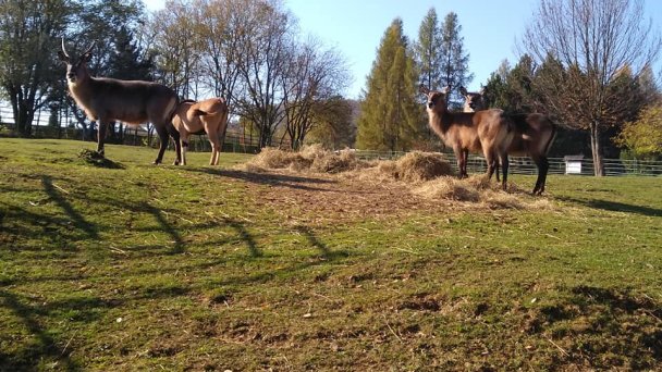 Zoo Košice 3 Zdroj: https://scontent-vie1-1.xx.fbcdn.net/v/t1.0-9/75464367_2455599691143175_3769740512785858560_n.jpg?_nc_cat=109&_nc_sid=110474&_nc_oc=AQk_oewihTGkPJ6TW5NvxQkXMout8P_bbPX2YLGL71sL0E6xchTKTcyYfp1DXgdfFSA&_nc_ht=scontent-vie1-1.xx&oh=bd9e0d7896245087d09384d6ab40c4ba&oe=5ECBACAA&dl=1