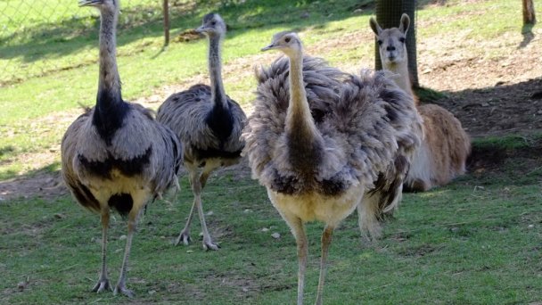 Zoo Košice 4 Zdroj: https://scontent-vie1-1.xx.fbcdn.net/v/t1.0-9/p720x720/69172182_2339896766046802_296880036558929920_o.jpg?_nc_cat=102&_nc_sid=8024bb&_nc_oc=AQldSWOl3nw7VDtvaB-IoK9_yT0CeXhW8SE_eCp4cWcv8e6zbdvqeoIAvOBKVfSlqyM&_nc_ht=scontent-vie1-1.xx&_nc_tp=6&oh=199ef402e032e6a60a62a86064c5437e&oe=5ECB8571