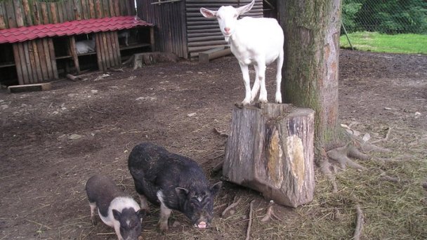Zoo SNV 6 Zdroj: https://scontent-vie1-1.xx.fbcdn.net/v/t1.0-9/226272_128562623886774_3370624_n.jpg?_nc_cat=101&_nc_sid=e007fa&_nc_oc=AQlVj-5RdaSM6n2sYvqidM20LZZ2TKKGSQqvd1FI4E-Vv98cAI9xxFwKMtgAklql5j8&_nc_ht=scontent-vie1-1.xx&oh=b7cc395c4167eb548399cbee5b2a2778&oe=5ECD7948&dl=1