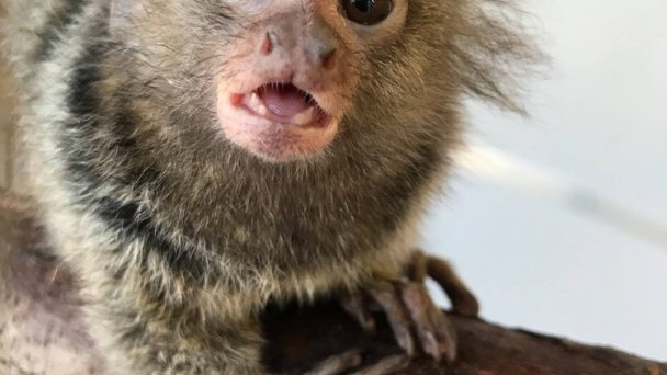 Zoo Kontakt 6 Zdroj: https://scontent-vie1-1.xx.fbcdn.net/v/t31.0-8/p720x720/25310988_2052436008324273_3821707855974093514_o.jpg?_nc_cat=103&_nc_sid=8024bb&_nc_oc=AQk8MkB2SiI8fnHhDhuPS5KGboY1DscBB2cc2KrmX4Z5M8pKdoJ_eraHVUPVQJt5ioQ&_nc_ht=scontent-vie1-1.xx&_nc_tp=6&oh=fe073ad34fab23db4e8c537bebeb1337&oe=5ECE3511