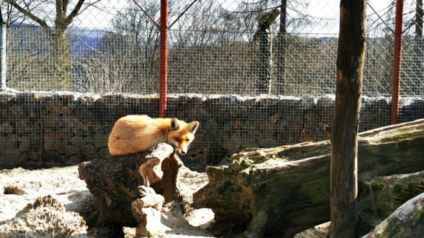 Zveropark 4 Zdroj: https://scontent-vie1-1.xx.fbcdn.net/v/t1.0-9/p720x720/90424378_2525768260976922_1643033477022482432_o.jpg?_nc_cat=100&_nc_sid=8024bb&_nc_oc=AQmh2MLg01zcJvOQjZXfBDT779w3WxyGnYaKbmzwrlfGuig9Cnhcl_cXx7DMffTHGpY&_nc_ht=scontent-vie1-1.xx&_nc_tp=6&oh=781c0300dfd0a4ee1d1697b82f77c182&oe=5ECDE9C8 Zveropark 4 Zdroj: https://scontent-vie1-1.xx.fbcdn.net/v/t1.0-9/p720x720/90424378_2525768260976922_1643033477022482432_o.jpg?_nc_cat=100&_nc_sid=8024bb&_nc_oc=AQmh2MLg01zcJvOQjZXfBDT779w3WxyGnYaKbmzwrlfGuig9Cnhcl_cXx7DMffTHGpY&_nc_ht=scontent-vie1-1.xx&_nc_tp=6&oh=781c0300dfd0a4ee1d1697b82f77c182&oe=5ECDE9C8