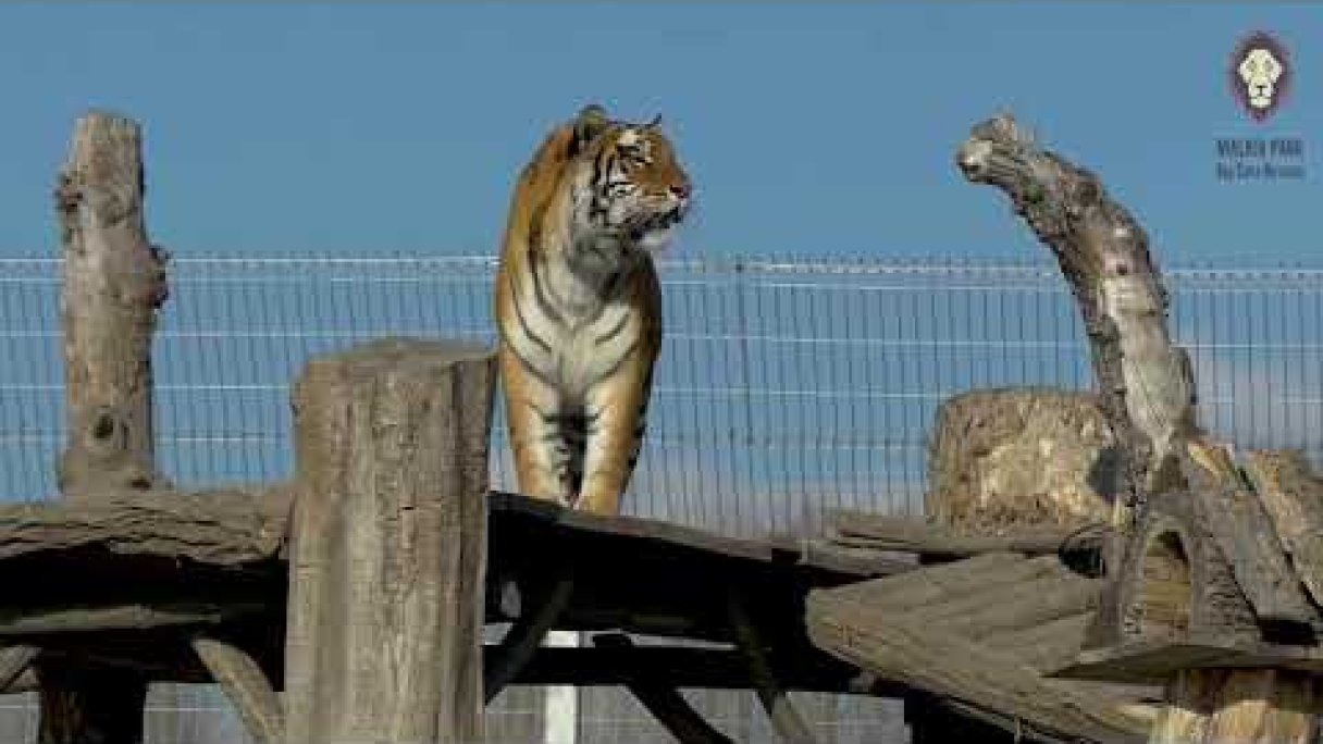 Špeciálny komentovaný sprievod pre adoptívnych rodičov  Autor: MALKIA PARK Big Cats Rescue Zdroj: https://www.youtube.com/@malkiaparkbigcatsrescue9150