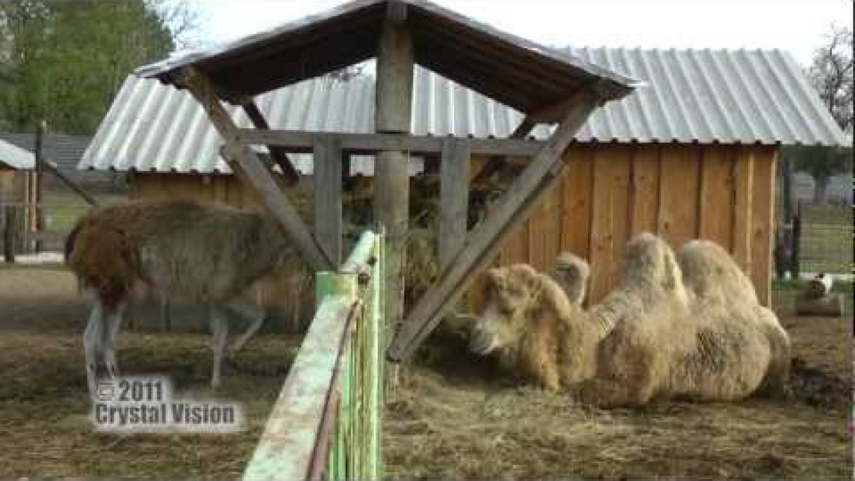 Ranč pod Babicou, ZOO Bojná Autor: Slovensky Trip Zdroj: https://www.youtube.com/@slovaktrip