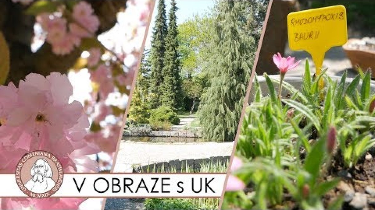 Výstava skalničiek v Botanická záhrada UK Bratislava - V OBRAZE s UK Autor: Univerzita Komenského Zdroj: https://www.youtube.com/@univerzitakomenskeho107 Výstava skalničiek v Botanická záhrada UK Bratislava - V OBRAZE s UK Autor: Univerzita Komenského Zdroj: https://www.youtube.com/@univerzitakomenskeho107