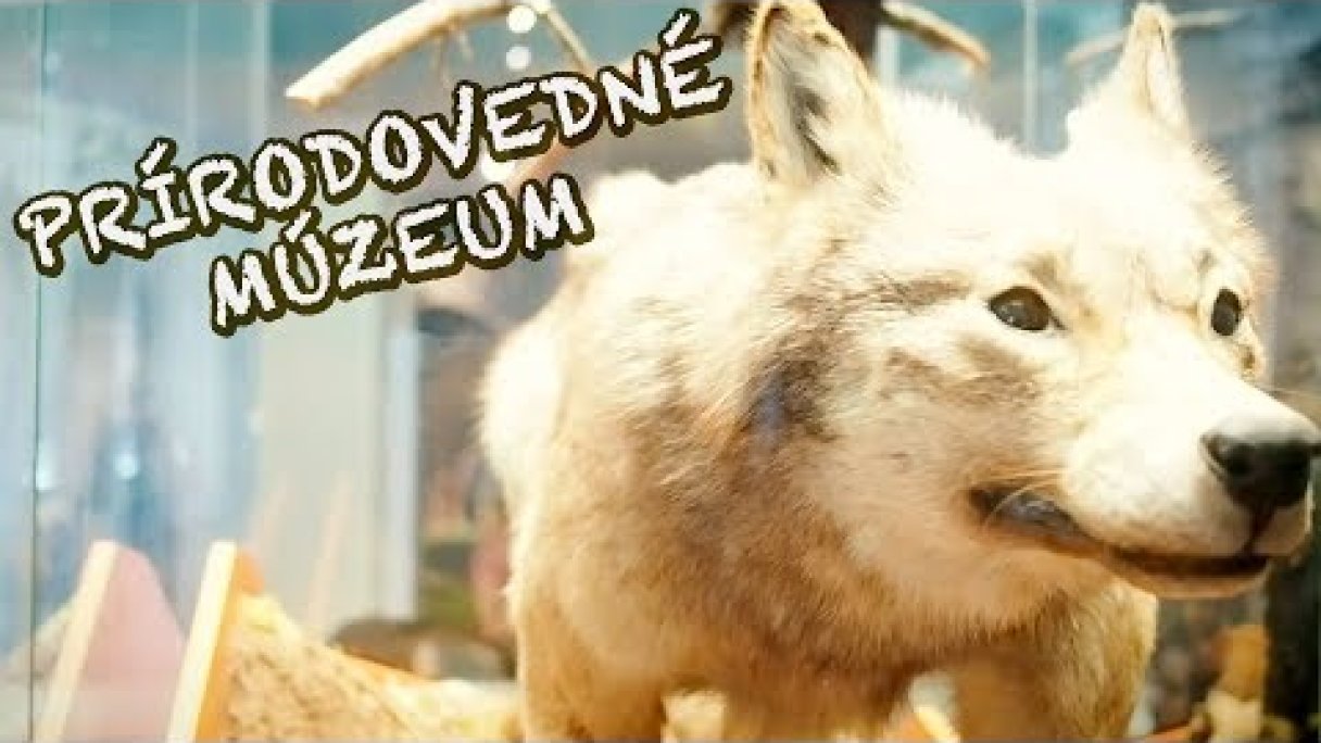 Slovenské národné múzeum - Prírodovedné múzeum (Tip na výlet s deťmi v Bratislave) Autor: FAMILY ZONE - Kids' Songs & Stories (Emma & Lucas) Zdroj: https://www.youtube.com/@FamilyZoneEdu