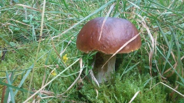 Chata pod Repiskom  Oravské Veselé 19