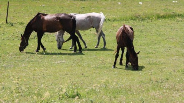 Chata Studnička Námestovo 10 Chata Studnička Námestovo 10