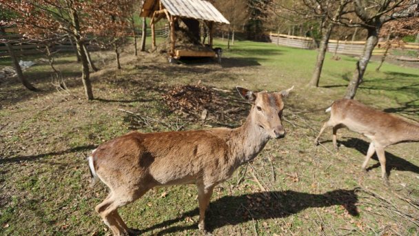 Chalupa pri starej hájovni Racibor I  Oravský Podzámok 5