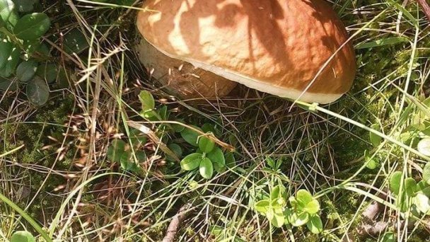 Privát Kelušiak Habovka 10 Privát Kelušiak Habovka 10