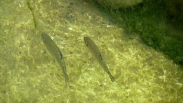 Drevenica Na Potoku Matiašovce 34