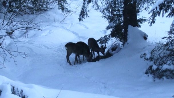 Chata Evka Brezovica 32 Chata Evka Brezovica 32