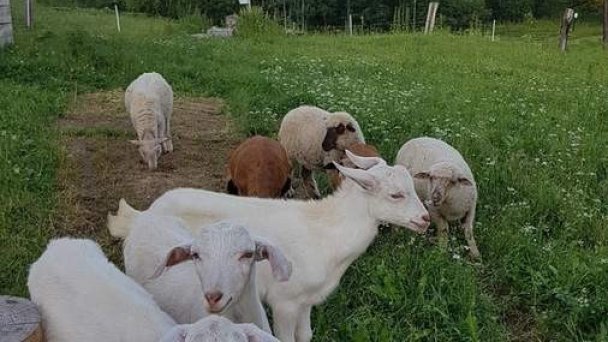 Ranč pod Ostrou skalou Stratená 67