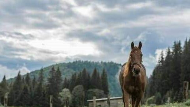 Ranč pod Ostrou skalou Stratená 98
