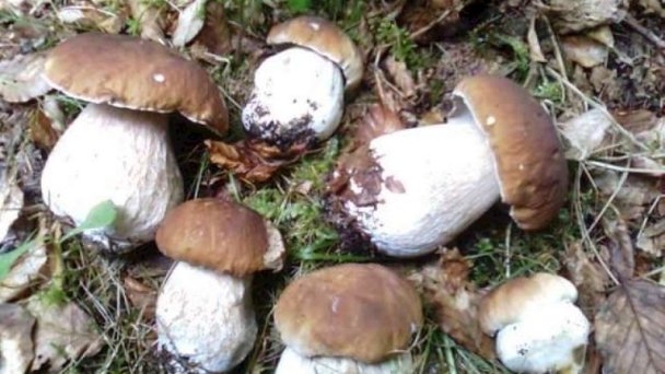 Chata Orava Šeliga Hruštín 22