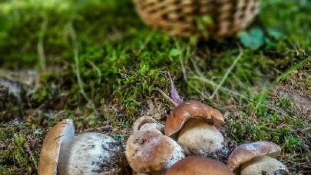 Autocamp Račkova dolina Pribylina 16