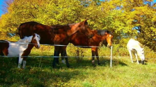 Fuggerov Dvor Selce 14 Fuggerov Dvor Selce 14