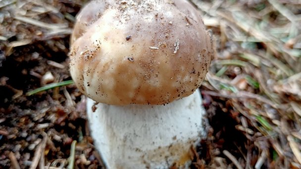 Romantická chalupa pod Tatrami Liptovský Hrádok - Dovalovo 18 Romantická chalupa pod Tatrami Liptovský Hrádok - Dovalovo 18