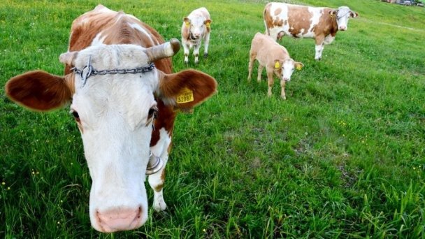 Chaty Antónia Hriňová 25 Chaty Antónia Hriňová 25