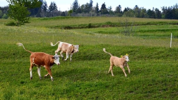 Chaty Antónia Hriňová 26 Chaty Antónia Hriňová 26