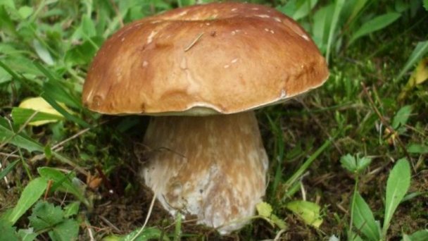 Samostatný domček a privát Petráš Liptovská Ondrašová 11