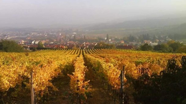 Villa Vinica Limbach 20